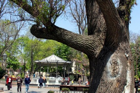 В Горсаду фиолетовым цветом зацвело Иудино дерево (фоторепортаж)