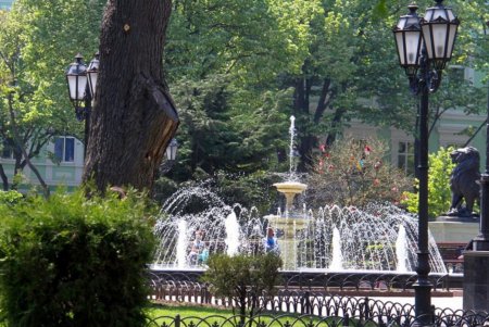 В Горсаду фиолетовым цветом зацвело Иудино дерево (фоторепортаж)