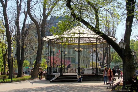 В Горсаду фиолетовым цветом зацвело Иудино дерево (фоторепортаж)