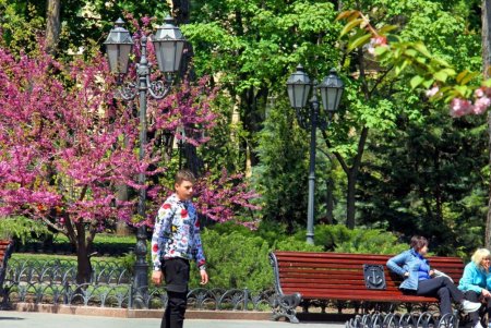 В Горсаду фиолетовым цветом зацвело Иудино дерево (фоторепортаж)