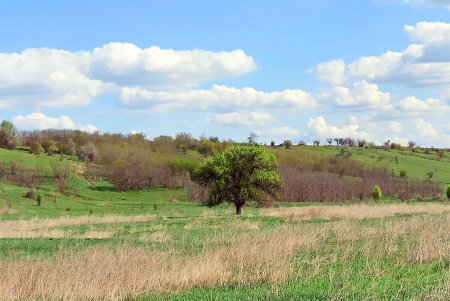  Редкий подорлик, лани и лисы: в Тарутинской степи кипит жизнь (фото)