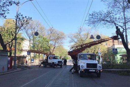 В Горсаду заложен газон общей площадью 1000 квадратных метров (фото)