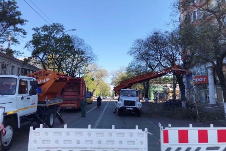В Горсаду заложен газон общей площадью 1000 квадратных метров (фото)