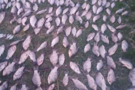 Двое браконьеров на озере Ялпуг выловили запрещенной электроудочкой рыбы на 270 тысяч гривен (фото)