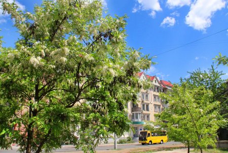 В Одессе цветет воспетая в песнях белая акация (фоторепортаж)