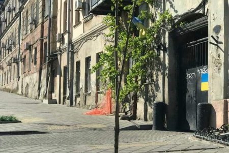Акации, высаженные коммунальщиками осенью, прижились и украсили Одессу (фото)