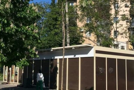 Акации, высаженные коммунальщиками осенью, прижились и украсили Одессу (фото)