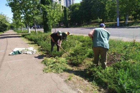 В разных районах города коммунальщики разбили клумбы с летними цветами (фото)