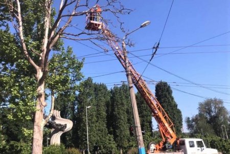 В разных районах города коммунальщики разбили клумбы с летними цветами (фото)
