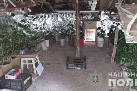 Житель Болградской громады выращивал сотню кустов конопли по всем правилам современных агротехнологий (фото)
