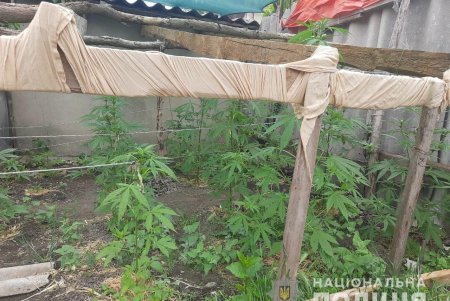Житель Болградской громады выращивал сотню кустов конопли по всем правилам современных агротехнологий (фото)