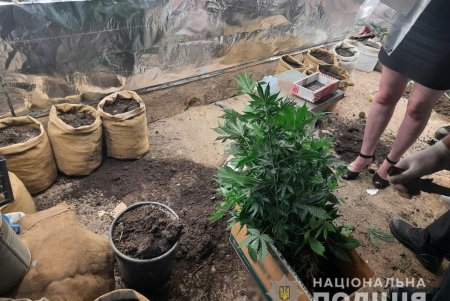 Житель Болградской громады выращивал сотню кустов конопли по всем правилам современных агротехнологий (фото)
