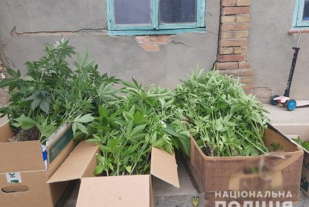 Житель Болградской громады выращивал сотню кустов конопли по всем правилам современных агротехнологий (фото)
