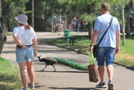 Представление, мастер-классы, кормление животных: в День защиты детей Одесский зоопарк подготовил праздничную программу (фоторепортаж) 