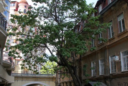 До нового года часть Деволановского спуска будет перекрыта: ведутся ремонтные работы (фоторепортаж) 