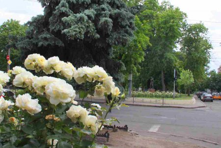 Александровский проспект в воскресный день (фоторепортаж)