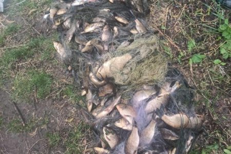 Двое жителей Подольского района наловили рыбы на более 600 тысяч гривен (фото)