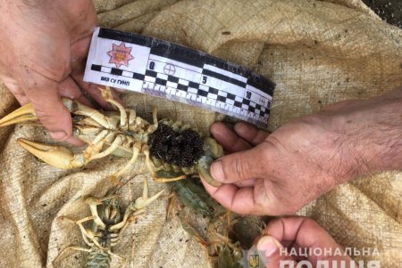 Браконьер из Болграда наловил рыбы на более 100 тысяч гривен (фото)