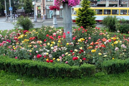 Цветущая Тираспольская площадь (фоторепортаж)
