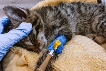 Одесские ветеринары спасли от гибели краснокнижных детенышей лесной кошки (фото)