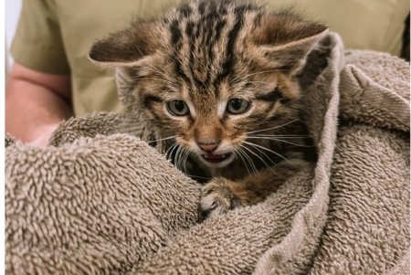 Одесские ветеринары спасли от гибели краснокнижных детенышей лесной кошки (фото)