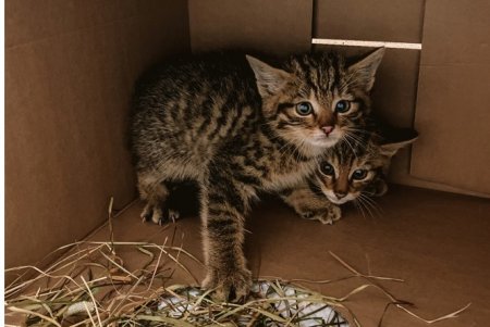 Одесские ветеринары спасли от гибели краснокнижных детенышей лесной кошки (фото)