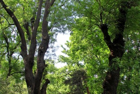 Одесситы приняли участие в благоустройстве новой территории Ботанического сада (фоторепортаж)