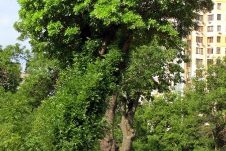 Одесситы приняли участие в благоустройстве новой территории Ботанического сада (фоторепортаж)
