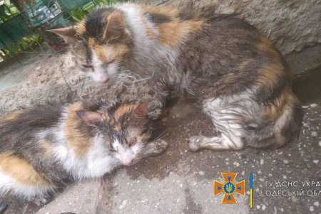 На Молдаванке из квартиры спасатели вынесли трех котов, которые чуть не задохнулись из-за пожара (фото)