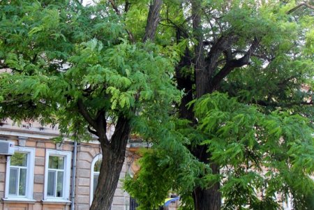 Неспешная прогулка по колоритной Молдаванке (фоторепортаж)