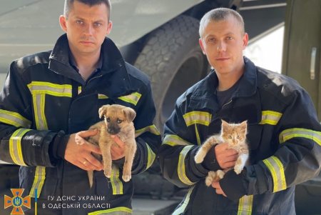 Спасатели ищут семью двум пушистикам, найденным на месте ракетного удара в Сергеевке
