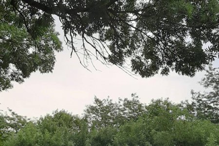 Директор Одесского зоопарка выпустил на свободу семь сов (фото) 