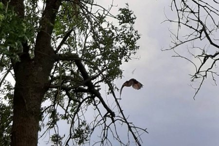 Директор Одесского зоопарка выпустил на свободу семь сов (фото) 