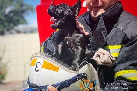 В одесской пожарной части поселился новый житель (фото)