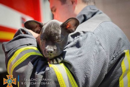 В одесской пожарной части поселился новый житель (фото)