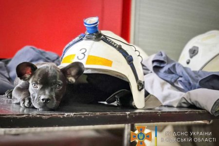 В одесской пожарной части поселился новый житель (фото)