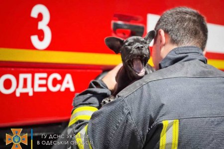 В одесской пожарной части поселился новый житель (фото)