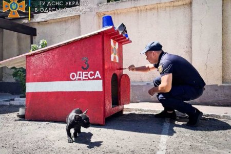 В одесской пожарной части поселился новый житель (фото)