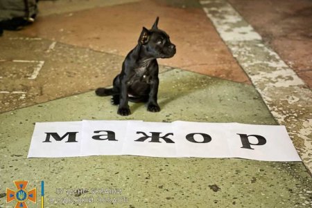 В одесской пожарной части поселился новый житель (фото)