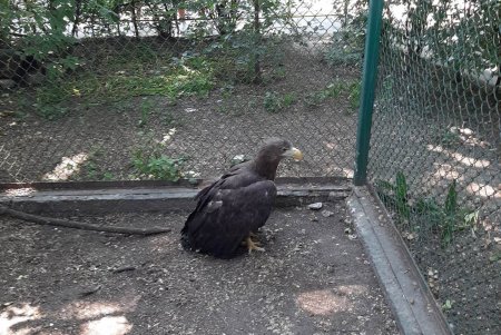 В Одесском зоопарке обследуют краснокнижного орлана, спасенного неравнодушными горожанами (фото)