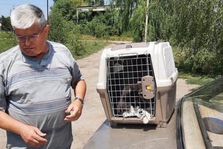В Одесском зоопарке обследуют краснокнижного орлана, спасенного неравнодушными горожанами (фото)