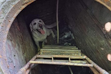 В Ананьеве спасатели помогли собаке выбраться из водопроводной ямы (фото)