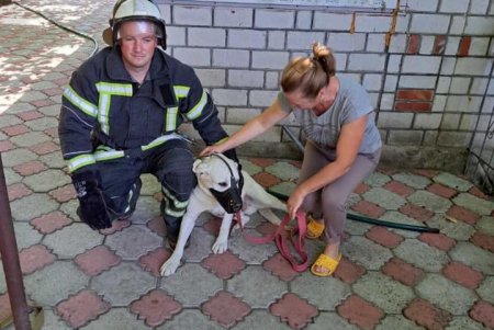 В Ананьеве спасатели помогли собаке выбраться из водопроводной ямы (фото)
