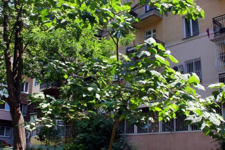 Вычурная лепнина, разнообразные скульптуры: прогулка по Маразлиевской (фоторепортаж)