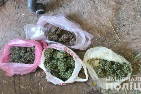 Двое жителей Ананьевской ОТГ обустроили участки, где незаконно выращивали и хранили коноплю (фото)
