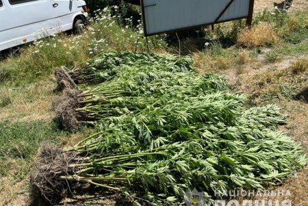 Двое жителей Ананьевской ОТГ обустроили участки, где незаконно выращивали и хранили коноплю (фото)