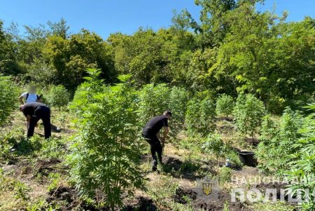Двое жителей Ананьевской ОТГ обустроили участки, где незаконно выращивали и хранили коноплю (фото)