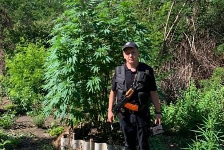 Двое жителей Ананьевской ОТГ обустроили участки, где незаконно выращивали и хранили коноплю (фото)