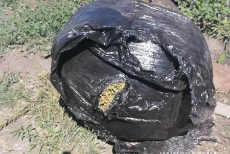 Двое жителей Ананьевской ОТГ обустроили участки, где незаконно выращивали и хранили коноплю (фото)