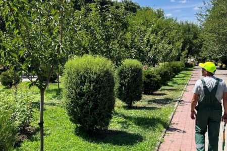 Озеленители ежедневно поливают зеленые зоны и молодые деревья (фото)